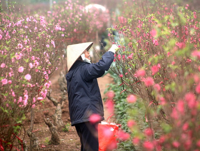 Đào Nhật Tân bung hoa xuống phố